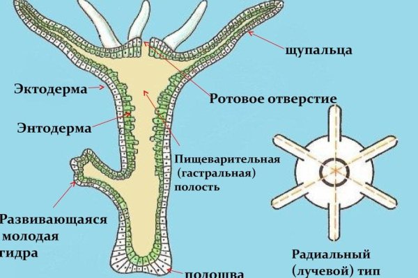 Рабочая ссылка кракен в тор
